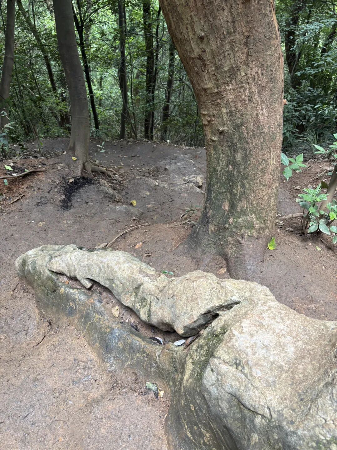 行者小辉辉