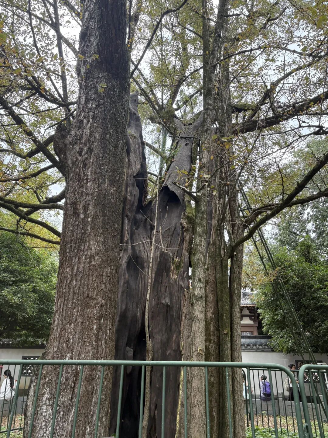 行者小辉辉